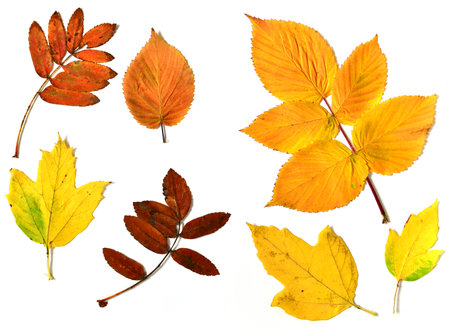 Autumn leaves of different plants on white backgroundの写真素材
