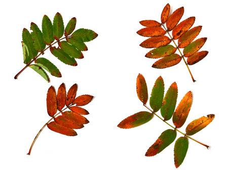 Autumn rowan leaves on white backgroundの写真素材