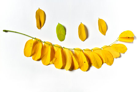 Autumn Robinia pseudoacacia leaves on white backgroundの写真素材