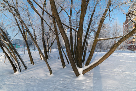 Snow-covered boulevard in a microdistrict 20 Zelenograd in Moscow, Russiaの写真素材