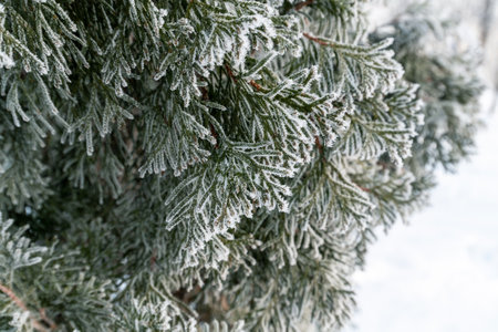 Fir twigs covered in hoarfrost in a winter. Close-upの写真素材