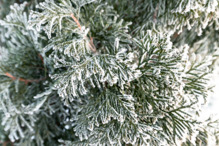 Fir twigs covered in hoarfrost in a winter. Close-upの写真素材
