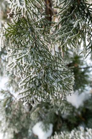 Fir twigs covered in hoarfrost in a winter. Close-upの写真素材