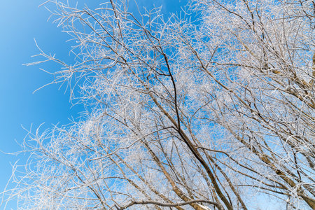 Branches of trees covered with frost on a background of blue skyの写真素材