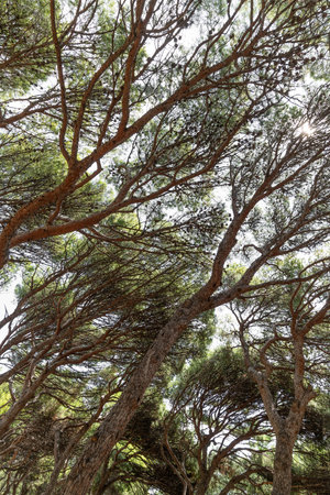 Dancing pine trees in Foros Park - a landscape park in the village of Foros, Crimeaの写真素材