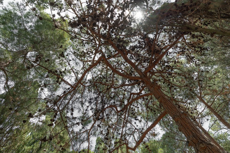 Dancing pine trees in Foros Park - a landscape park in the village of Foros, Crimeaの写真素材