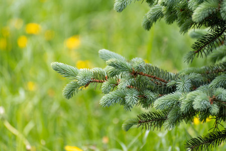 Sprig of young spruce against background of grass in springの写真素材