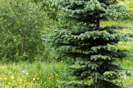 Young spruces in a park in springの写真素材