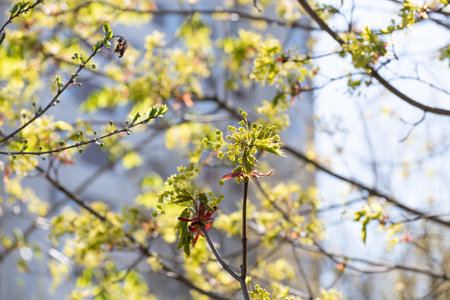 Abundantly flowering maple branches in early springの写真素材