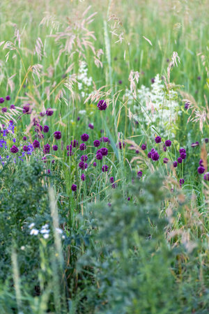 Many different wild blue wildflowers, natureの写真素材