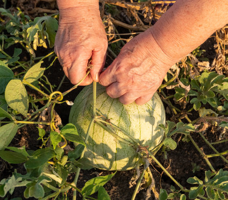 Woman picking watermelon from gardenの写真素材