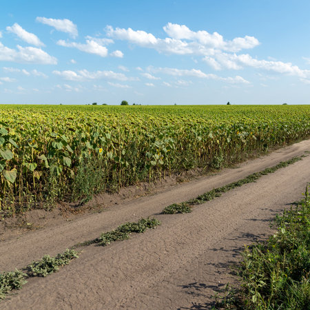 Dirt road along a field with a ripe sunflowers, Russiaの写真素材