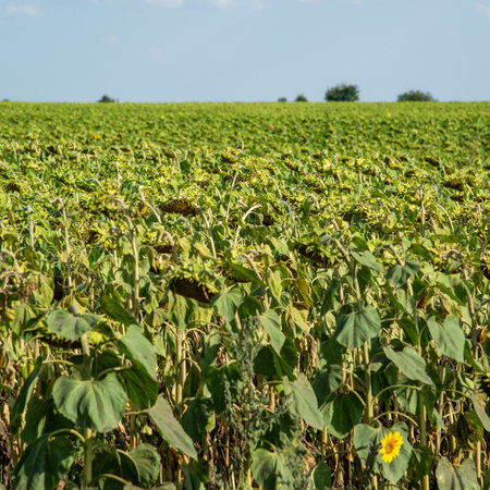 a field with a ripe sunflowers, Russiaの写真素材