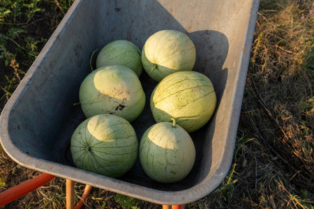 Small watermelons lie in the wheelbarrowの写真素材