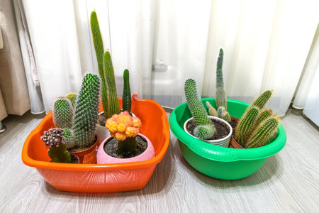 Cacti in basins to pour water during absence of peopleの写真素材