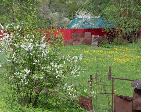 Rural landscape with fence and blooming bird cherryの写真素材