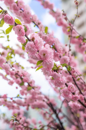 Beautiful sprigs of blooming terry sakuraの写真素材