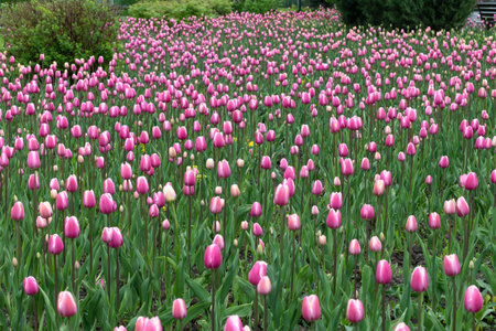 Beautiful pink tulips in large city flower bedの写真素材