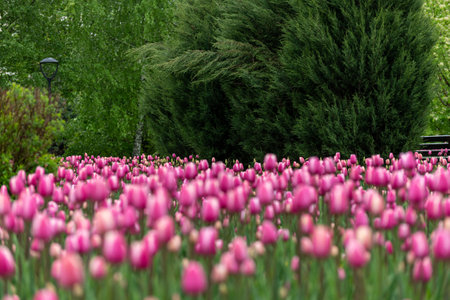 Beautiful pink tulips in large city flower bedの写真素材