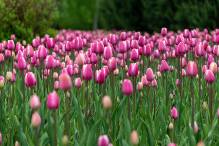 Beautiful pink tulips in large city flower bedの写真素材
