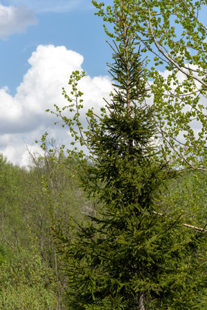 Young spruces in a park in springの写真素材