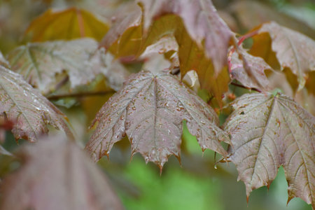 Large red maple leaves in a raindropsの写真素材