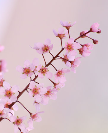 Beautiful Pink blooming bird cherry in an early springの写真素材