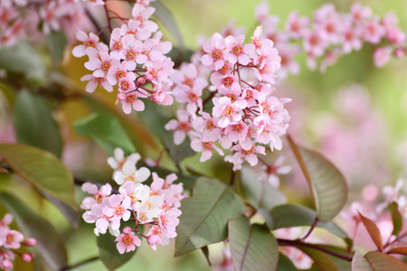 Beautiful Pink blooming bird cherry in an early springの写真素材