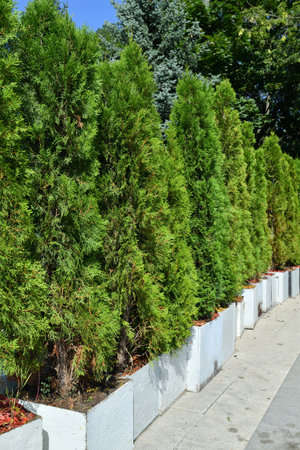 Row of young thuja outdoorsの写真素材