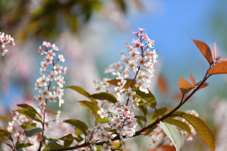 Beautiful Pink blooming bird cherry in an early springの写真素材