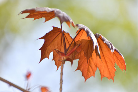 red maple leaves in early springの写真素材