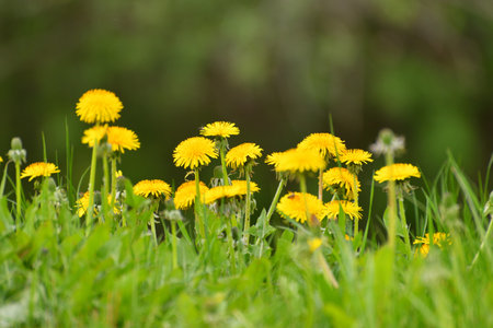 Several yellow dandelions on the lawnの写真素材