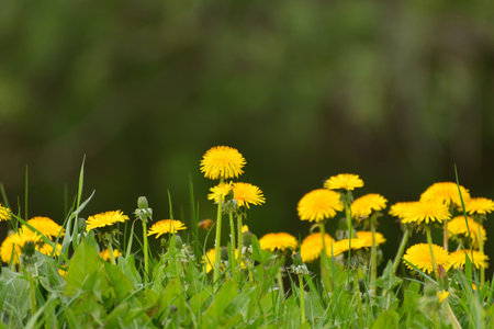 Several yellow dandelions on the lawnの写真素材