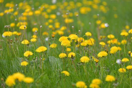 Several yellow dandelions on the lawnの写真素材