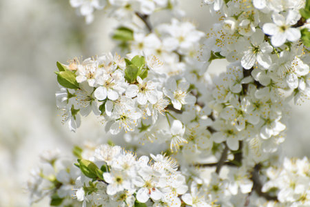 Cherry tree blooms profusely in springの写真素材