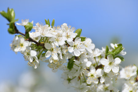 Cherry tree blooms profusely in springの写真素材