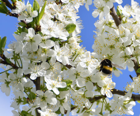 Cherry tree blooms profusely in springの写真素材
