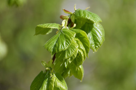 Linden branches with young leaves in thespringの写真素材