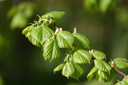 Linden branches with young leaves in thespringの写真素材