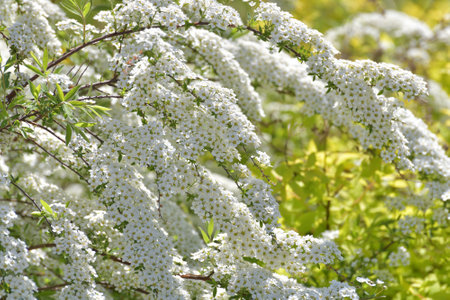 Spirea Thunberg blooms profusely in springの写真素材
