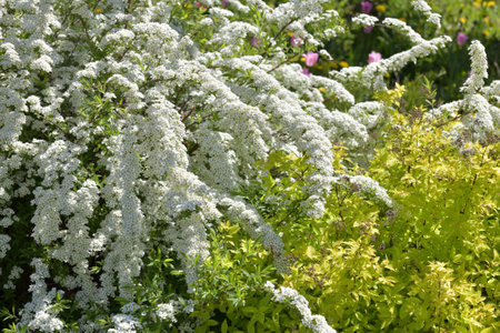 Spirea Thunberg blooms profusely in the springの写真素材
