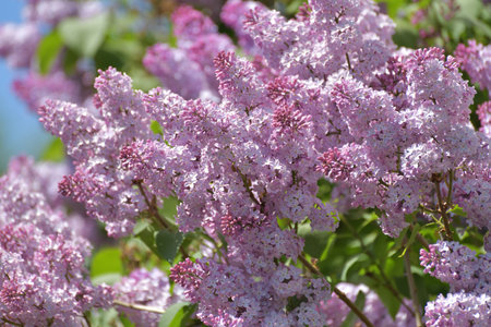 Twig beautiful varietal blooming lilacの写真素材