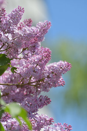 Twig beautiful varietal blooming lilacの写真素材