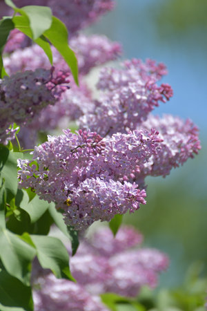 Twig beautiful varietal blooming lilacの写真素材