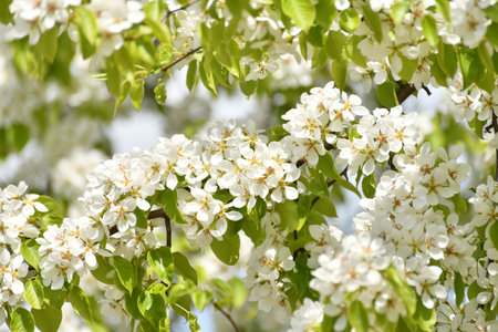 apple tree blooms profusely in springの写真素材