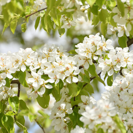 apple tree blooms profusely in springの写真素材