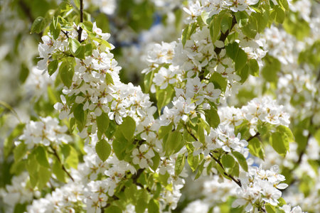 apple tree blooms profusely in springの写真素材