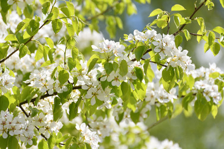 apple tree blooms profusely in springの写真素材
