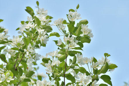 Abundantly flowering pear tree against skyの写真素材