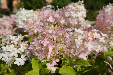 Bush of pink abundantly blooming hydrangea in the gardenの写真素材